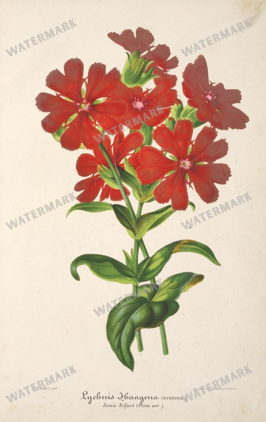 Floral Illustrations
