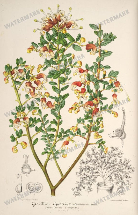 Floral Illustrations
