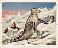 Animals Vintage Prints