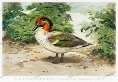 Bird Game Birds And Fishes Of North America Vintage Prints