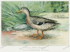 Bird Game Birds And Fishes Of North America Vintage Prints