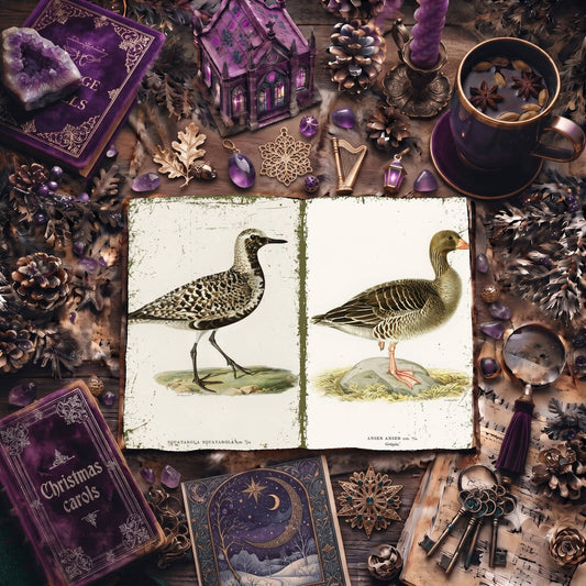 Birds Digital Papers