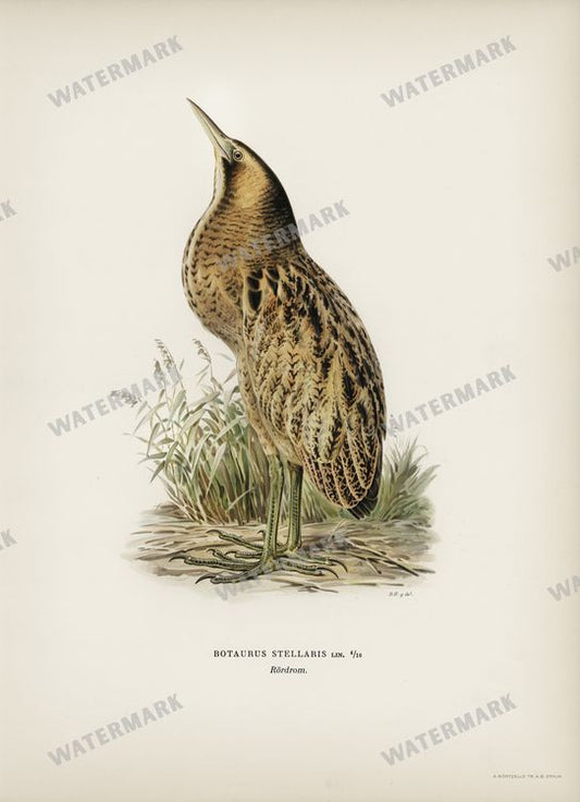 Birds Vintage Prints