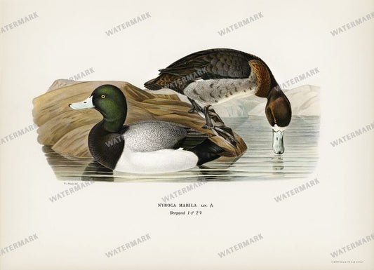 Birds Vintage Prints