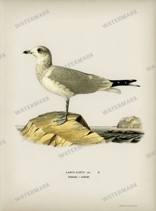Birds Vintage Prints