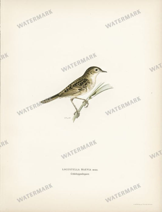 Birds Vintage Prints