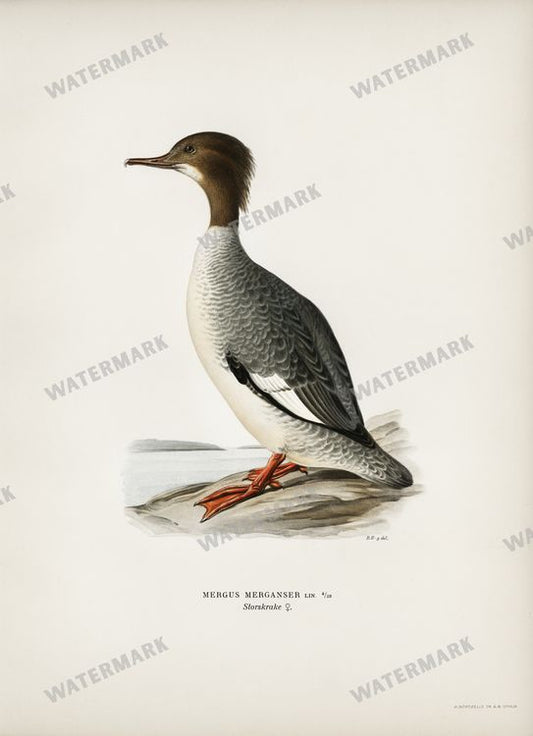 Birds Vintage Prints