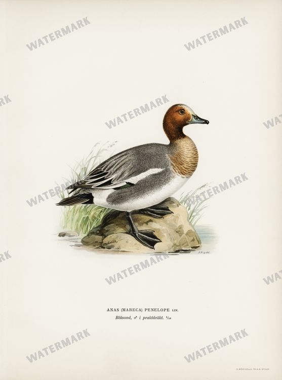 Birds Vintage Prints