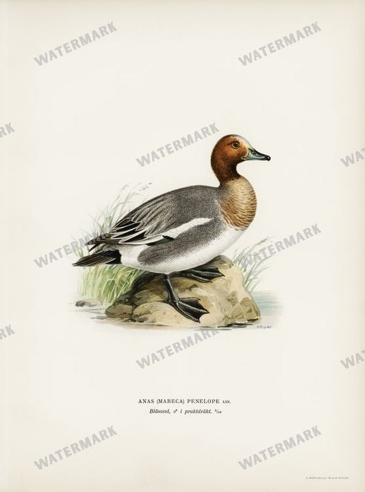 Birds Vintage Prints