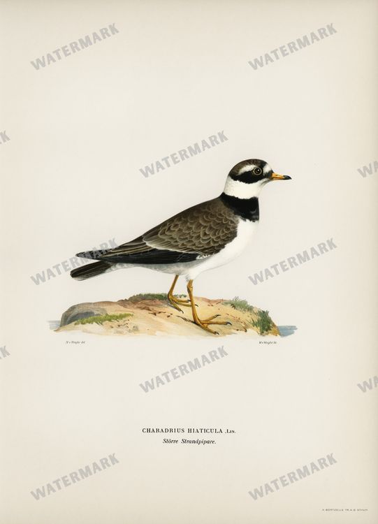 Birds Vintage Prints