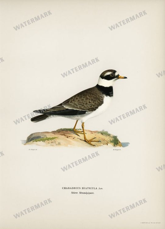 Birds Vintage Prints