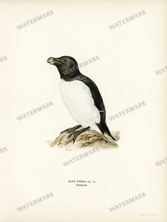 Birds Vintage Prints