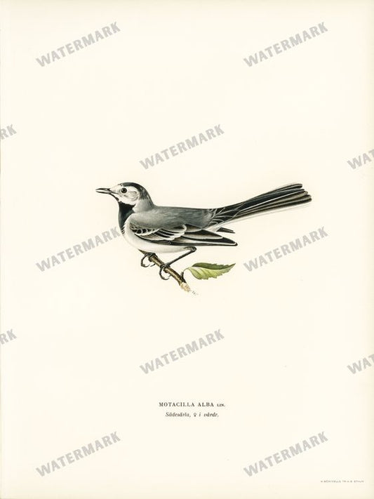 Birds Vintage Prints