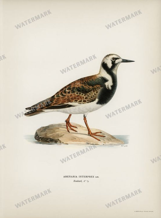Birds Vintage Prints