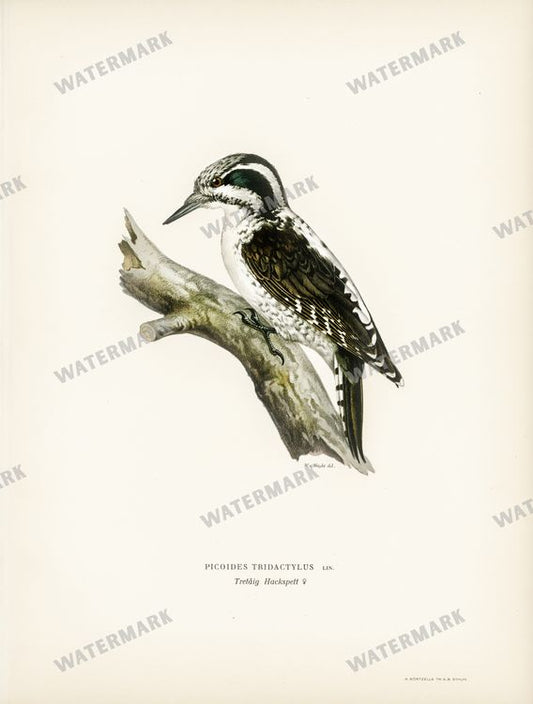 Birds Vintage Prints