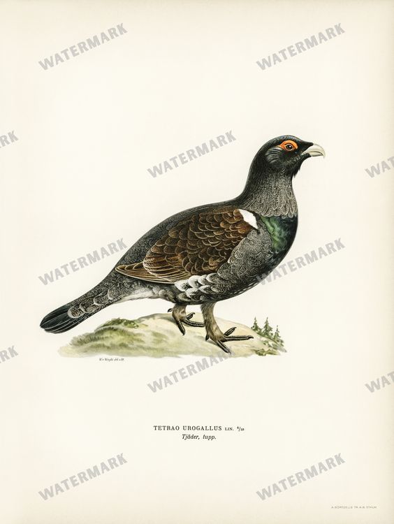 Birds Vintage Prints
