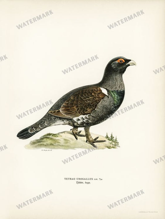 Birds Vintage Prints