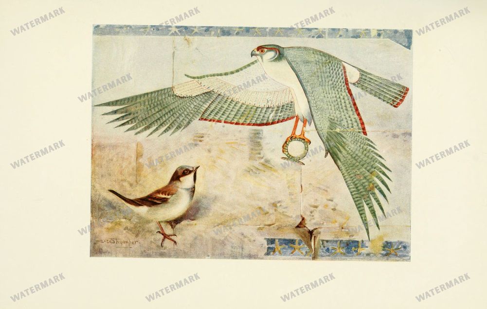 Birds Vintage Prints