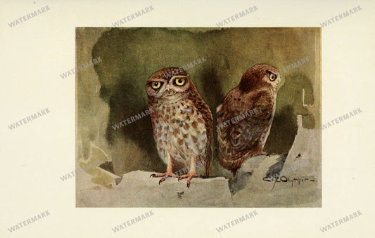 Birds Vintage Prints