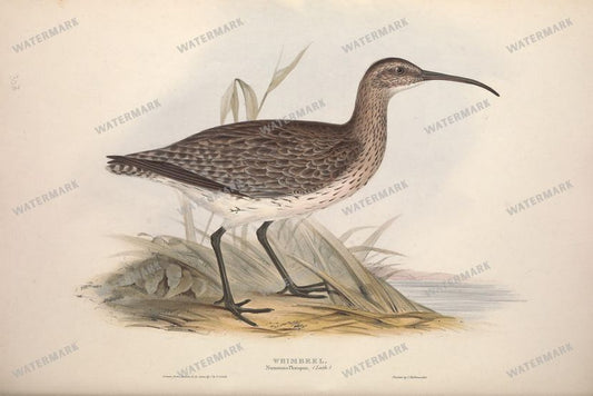 Birds Vintage Prints
