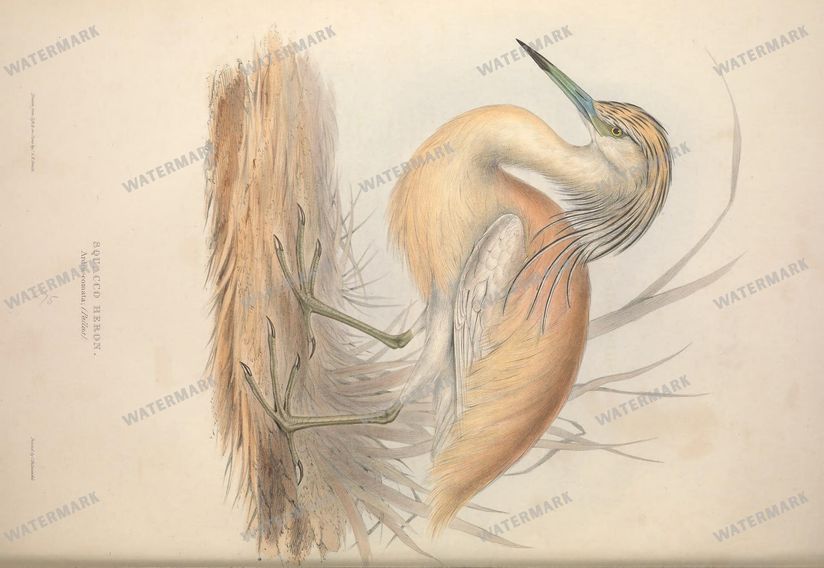 Birds Vintage Prints