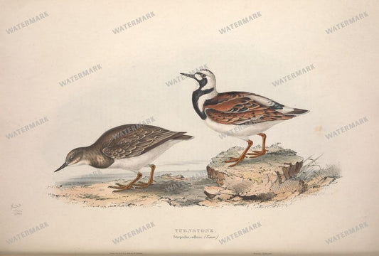 Birds Vintage Prints