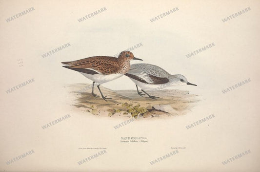 Birds Vintage Prints