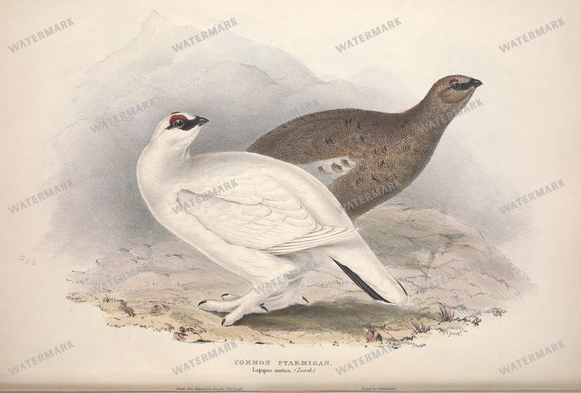 Birds Vintage Prints