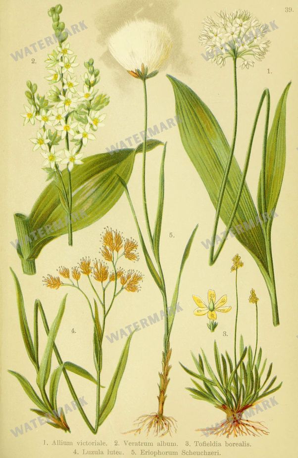 Botanical Alpen-Flora Vintage Prints