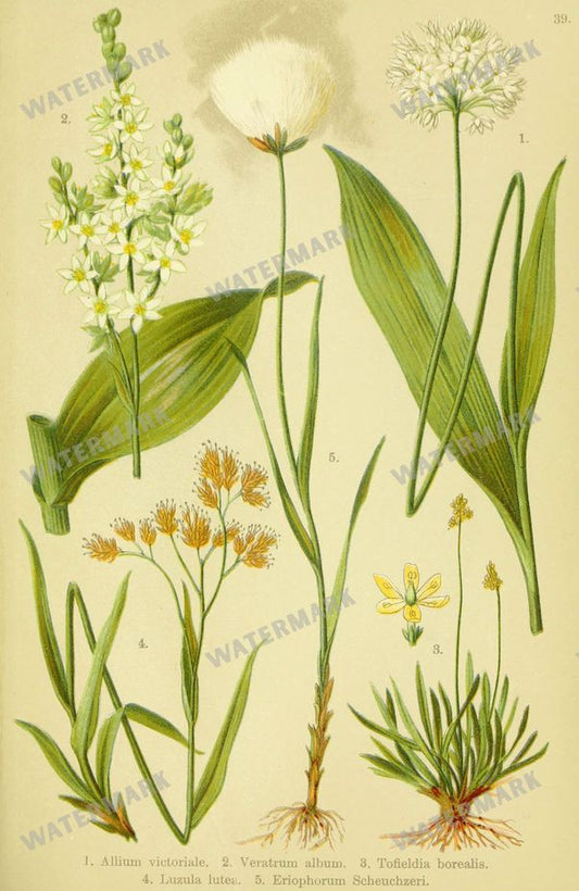 Botanical Alpen-Flora Vintage Prints