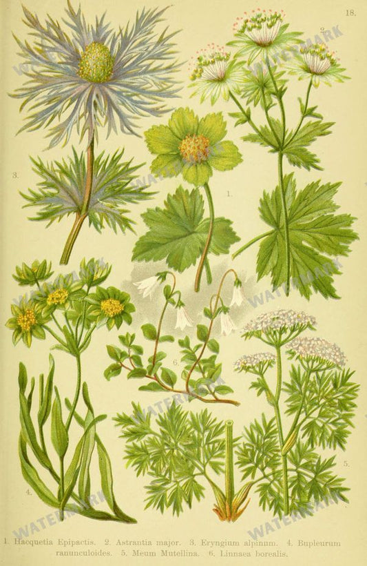 Botanical Alpen-Flora Vintage Prints