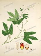 Botanical Plant Vintage Prints