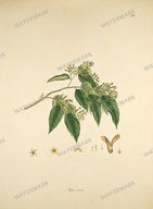 Botanical Plant Vintage Prints