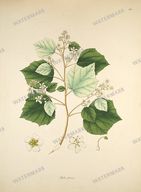Botanical Plant Vintage Prints