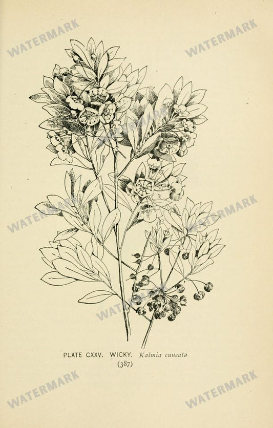 Botanical Sketches Vintage Prints