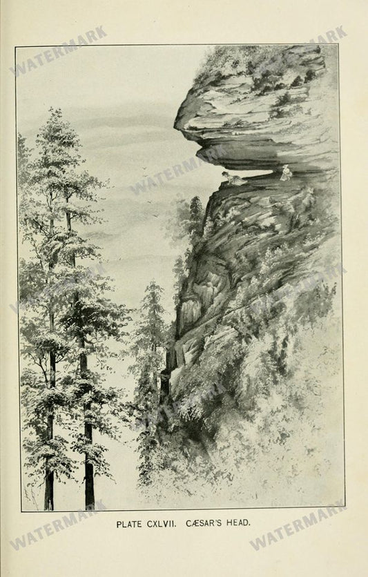 Botanical Sketches Vintage Prints