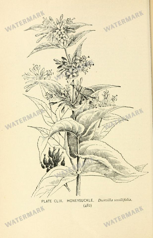 Botanical Sketches Vintage Prints
