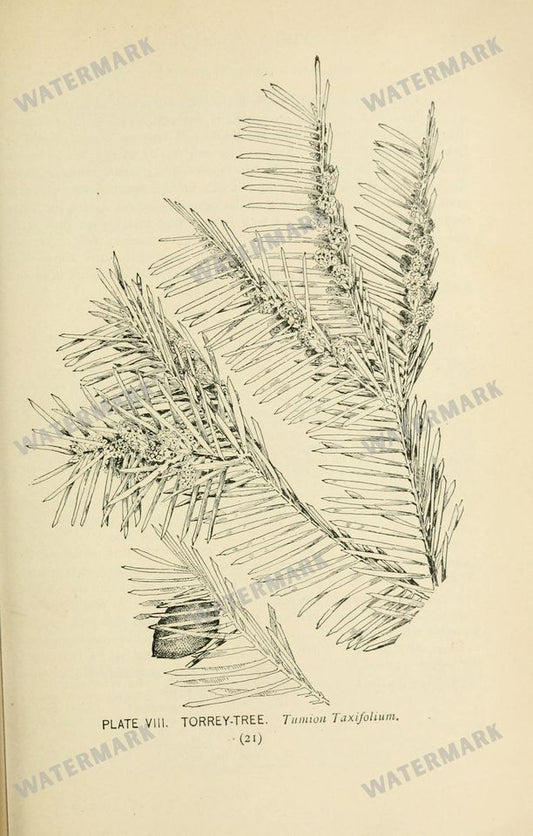 Botanical Sketches Vintage Prints