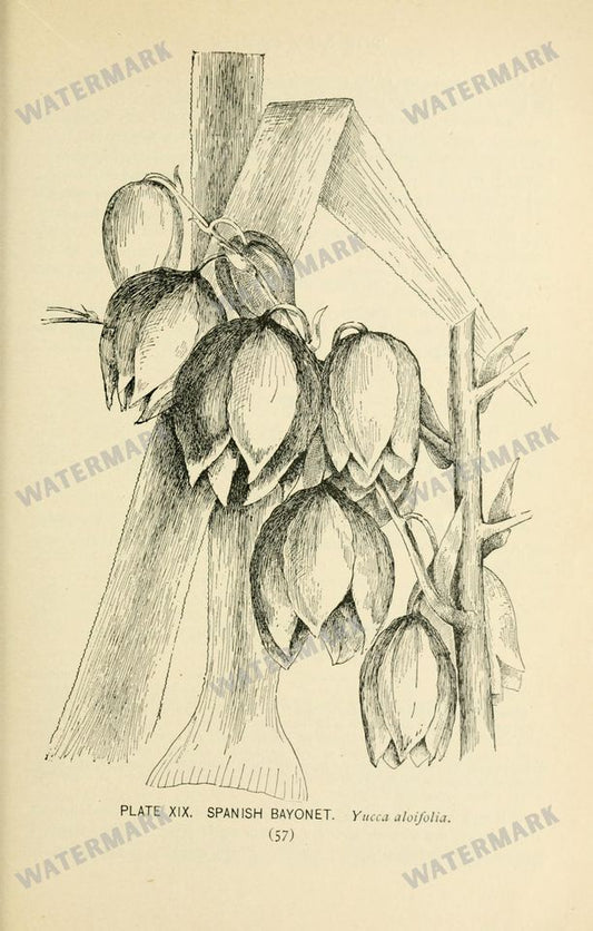 Botanical Sketches Vintage Prints