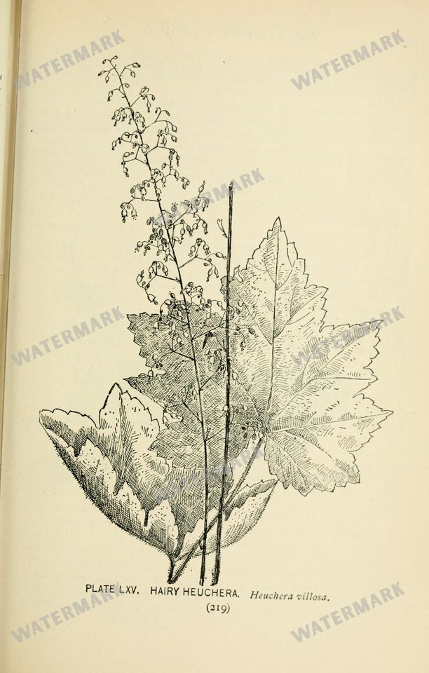 Botanical Sketches Vintage Prints