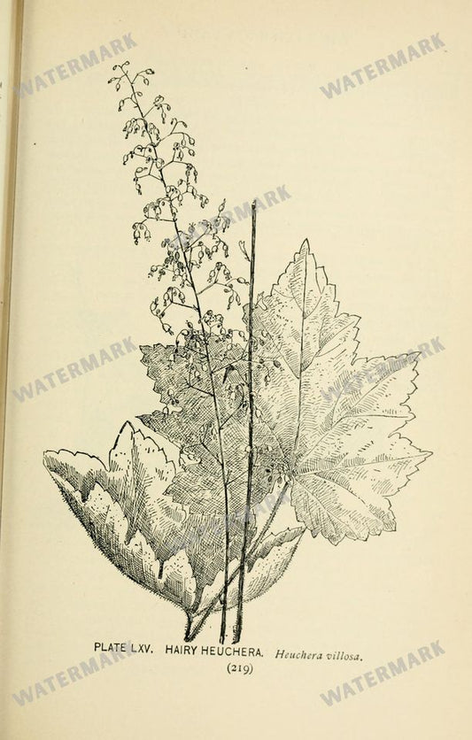 Botanical Sketches Vintage Prints