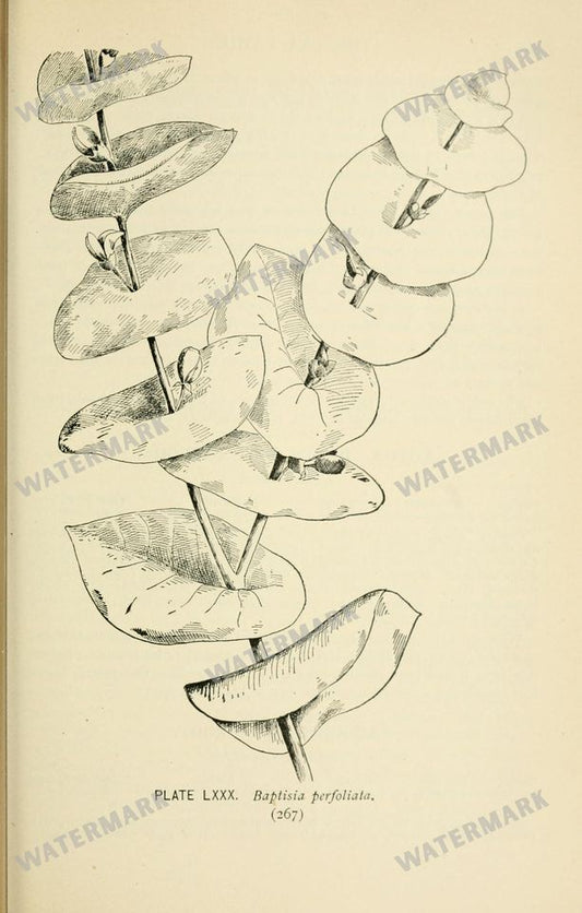 Botanical Sketches Vintage Prints