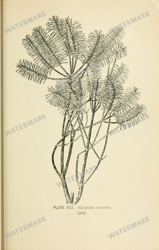 Botanical Sketches Vintage Prints
