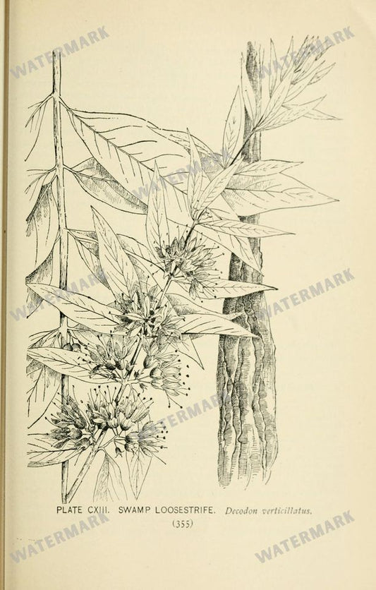 Botanical Sketches Vintage Prints