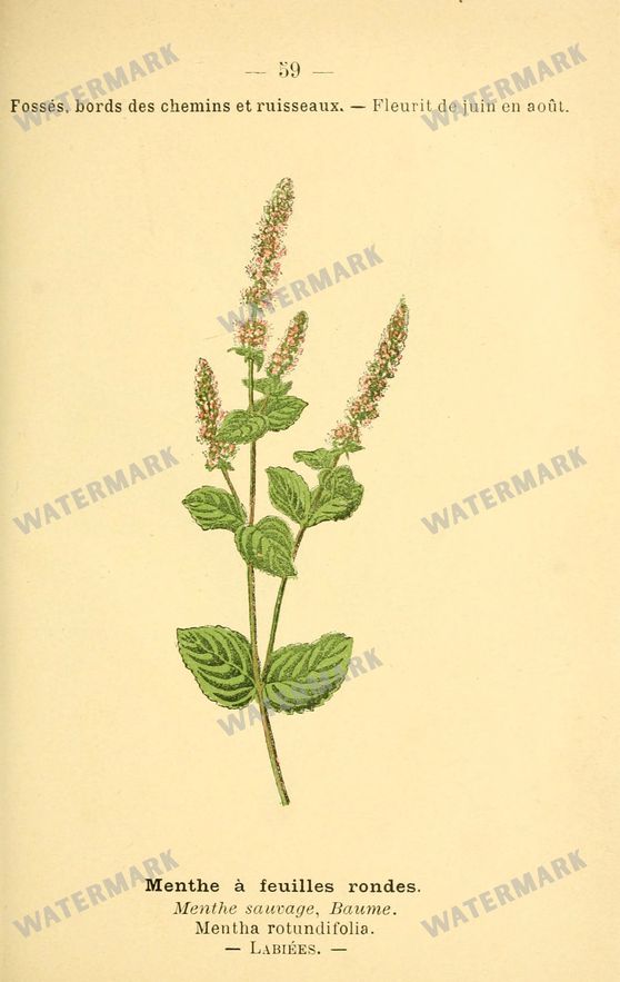 Botanical Vintage Prints