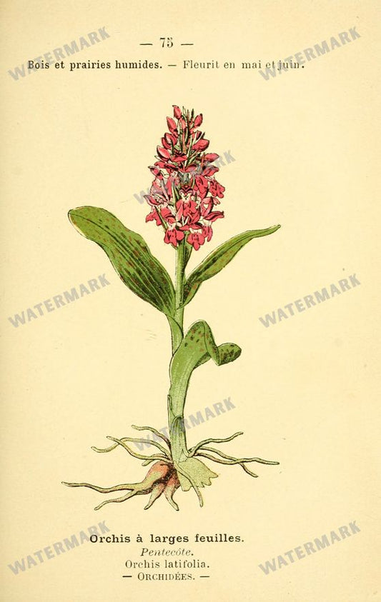 Botanical Vintage Prints