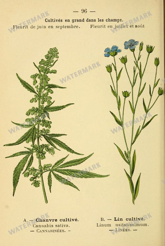 Botanical Vintage Prints