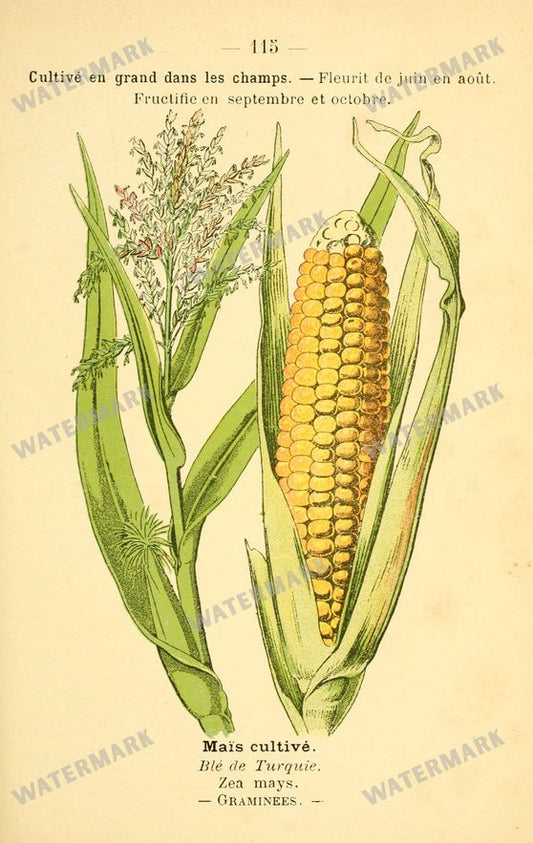 Botanical Vintage Prints