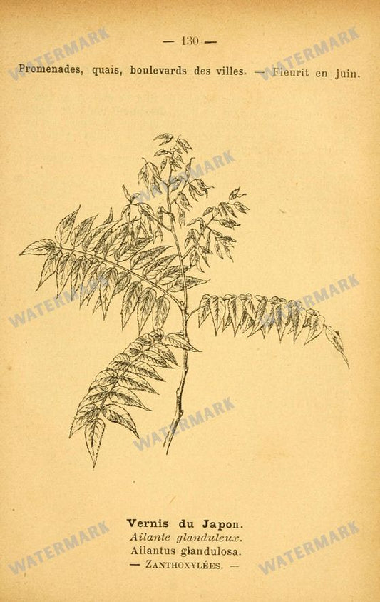 Botanical Vintage Prints