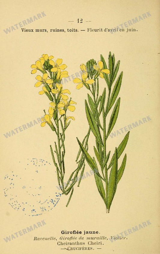 Botanical Vintage Prints